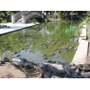 Crocodile farm Long Xuyen